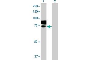Western Blot analysis of GAPVD1 expression in transfected 293T cell line by GAPVD1 MaxPab polyclonal antibody.