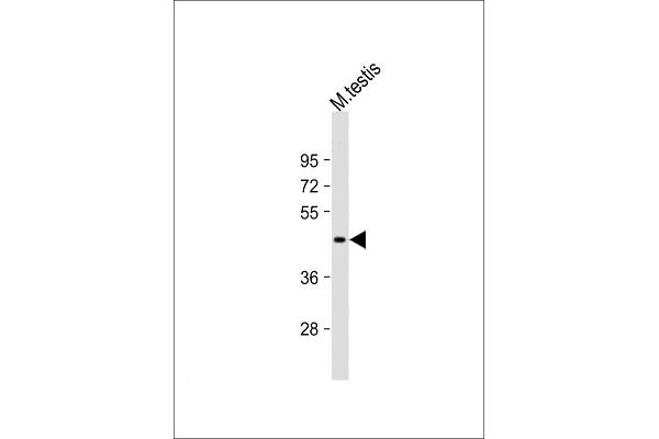 UTF1 antibody  (C-Term)