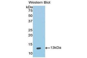 Western Blotting (WB) image for anti-Interleukin 4 (IL4) (AA 25-153) antibody (ABIN1859431) (IL-4 antibody  (AA 25-153))