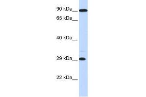 WB Suggested Anti-HOXB8 Antibody Titration:  0. (HOXB8 antibody  (Middle Region))