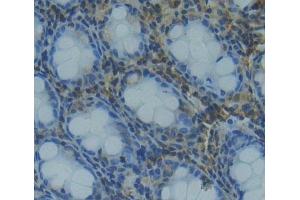 #VALUE! (TCEB1 antibody  (AA 1-112))