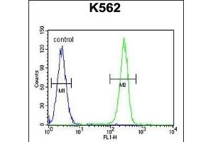 OR52D1 Antibody (C-term) (ABIN654851 and ABIN2844516) flow cytometric analysis of K562 cells (right histogram) compared to a negative control cell (left histogram).