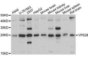 Western blot analysis of extracts of various cell lines, using VPS28 antibody (ABIN5995779) at 1/1000 dilution. (VPS28 antibody)