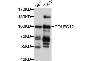 Western blot analysis of extracts of various cell lines, using COLEC12 antibody (ABIN5997484) at 1/1000 dilution. (COLEC12 antibody)