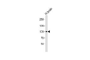 Western blot analysis of lysate from human brain tissue lysate, using Mouse Ddr1 Antibody (Center) (ABIN6243407 and ABIN6577454). (DDR1 antibody  (AA 396-430))