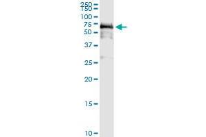 Immunoprecipitation of PDZD3 transfected lysate using anti-PDZD3 MaxPab rabbit polyclonal antibody and Protein A Magnetic Bead , and immunoblotted with PDZD3 purified MaxPab mouse polyclonal antibody (B01P) . (PDZD3 antibody  (AA 1-491))