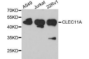 Western blot analysis of extracts of various cell lines, using CLEC11A antibody (ABIN5995552) at 1/1000 dilution. (CLEC11A antibody)