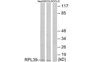 Western Blotting (WB) image for anti-Ribosomal Protein L39 (RPL39) (N-Term) antibody (ABIN1850638)
