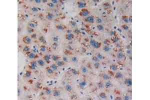 IHC-P analysis of Human Tissue, with DAB staining. (Endonuclease G antibody  (AA 16-290))