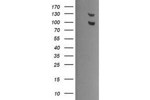 Image no. 8 for anti-Ubiquitin Specific Peptidase 7 (Herpes Virus-Associated) (USP7) antibody (ABIN1498595) (USP7 antibody)