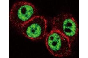 Immunofluorescence (IF) image for anti-Runt-Related Transcription Factor 1 (RUNX1) (AA 227-255) antibody (ABIN3028995)