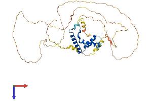 LEF1 Protein (AA 1-397) (His tag)