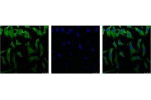 Immunofluorescence (IF) analysis of HeLa with antibody (Left) and DAPI (Right) diluted at 1:100. (EIF4A1 antibody)