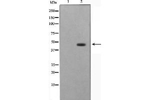 Western blot analysis on HepG2 cell lysate using STRAD Antibody,The lane on the left is treated with the antigen-specific peptide.
