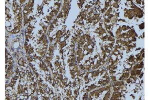 ABIN6268886 at 1/100 staining Mouse testis tissue by IHC-P. (Connexin 43/GJA1 antibody  (C-Term))