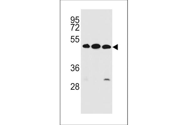 KREMEN2 antibody  (AA 248-276)