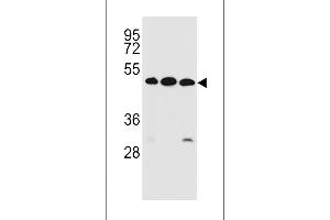 KREMEN2 antibody  (AA 248-276)