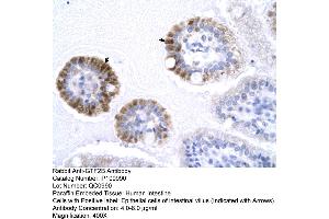 Human Intestine (GTF2B antibody  (N-Term))