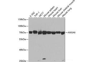 Western blot analysis of extracts of various cell lines using ANXA6 Polyclonal Antibody at dilution of 1:1000. (ANXA6 antibody)