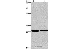 Western blot analysis of Hela and 293T cell, using CPSF4 Polyclonal Antibody at dilution of 1:400