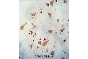 WDR48 antibody (C-term) (ABIN654462 and ABIN2844195) immunohistochemistry analysis in formalin fixed and paraffin embedded human brain tissue followed by peroxidase conjugation of the secondary antibody and DAB staining. (WDR48 antibody  (C-Term))