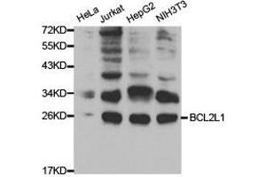 Western Blotting (WB) image for anti-BCL2-Like 1 (BCL2L1) antibody (ABIN1871254) (BCL2L1 antibody)