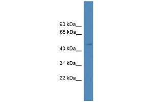 WB Suggested Anti-SERPINA10 Antibody Titration: 0. (SERPINA10 antibody  (Middle Region))