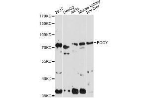Western blot analysis of extracts of various cell lines, using FGGY antibody. (FGGY antibody)