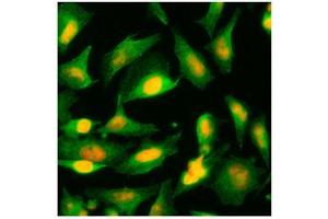Immunofluorescence (IF) image for anti-Alanine Glyoxylate Aminotransferase (AGXT) (AA 330-392) antibody (ABIN452656) (AGXT antibody  (AA 330-392))