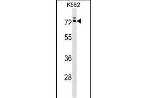 Western blot analysis in K562 cell line lysates (35ug/lane). (IL23 antibody  (C-Term))