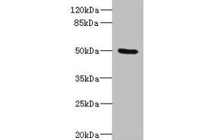 Western blot All lanes: PTPN18 antibody IgG at 2. (PTPN18 antibody  (AA 1-210))