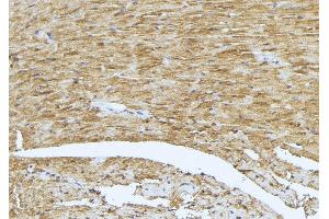 ABIN6273402 at 1/100 staining Mouse muscle tissue by IHC-P. (TCAP antibody  (N-Term))