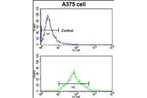 Flow cytometric analysis of  cells using EphA7 Antibody (N-term) (bottom histogram) compared to a negative control cell (top histogram). (EPH Receptor A7 antibody  (N-Term))