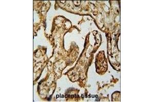 P1 Antibody (C-term) (ABIN654665 and ABIN2844361) immunohistochemistry analysis in formalin fixed and paraffin embedded human placenta tissue followed by peroxidase conjugation of the secondary antibody and DAB staining.