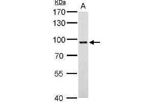 Western Blotting (WB) image for anti-Signal Transducer and Activator of Transcription 3 (Acute-Phase Response Factor) (STAT3) (C-Term) antibody (ABIN2855865)