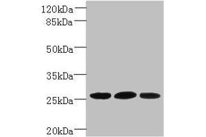Western blot All lanes: Plet1 antibody at 5 μg/mL Lane 1: L929 whole cell lysate Lane 2: U251 whole cell lysate Lane 3: Mouse muscle tissue Secondary Goat polyclonal to rabbit IgG at 1/10000 dilution Predicted band size: 26, 21 kDa Observed band size: 26 kDa (Plet1 antibody  (AA 28-218))