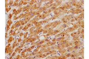 IHC image of ABIN7155996 diluted at 1:200 and staining in paraffin-embedded human liver tissue performed on a Leica BondTM system. (HMGCL antibody  (AA 28-325))
