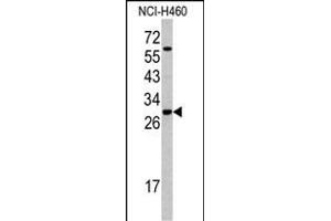 Western blot analysis of SFRS5 antibody (Center Y85) (ABIN390554 and ABIN2840889) in NCI- cell line lysates (35 μg/lane). (SRSF5 antibody  (AA 70-97))