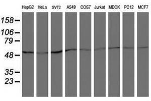 Image no. 2 for anti-Archain 1 (ARCN1) antibody (ABIN1497572) (ARCN1 antibody)