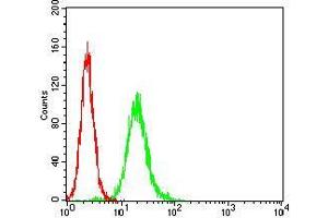 Flow cytometric analysis of Hela cells using APP mouse mAb (green) and negative control (red). (APP antibody  (AA 483-699))