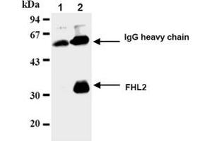 Western Blotting (WB) image for anti-Four and A Half LIM Domains 2 (FHL2) antibody (ABIN487469) (FHL2 antibody)