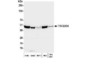 anti-TSC22 Domain Family, Member 4 (TSC22D4) (AA 345-395) antibody