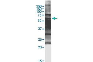 SPZ1 antibody  (AA 1-430)