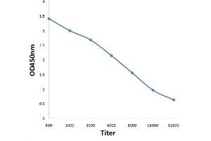 Antigen: 0. (DSCC1 antibody  (AA 301-393))