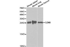 Western Blotting (WB) image for anti-Granzyme B (GZMB) antibody (ABIN1875446) (GZMB antibody)