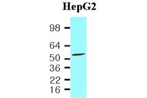 Western blot analysis: Cell lysates of HepG2(40ug) were resolved by SDS-PAGE, transferred to NC membrane and probed with anti-human PDCD4 (1:2,000). (PDCD4 antibody)