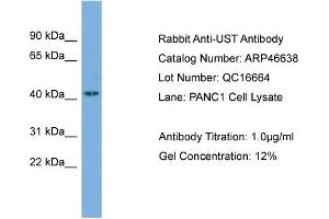 WB Suggested Anti-UST  Antibody Titration: 0. (UST antibody  (N-Term))
