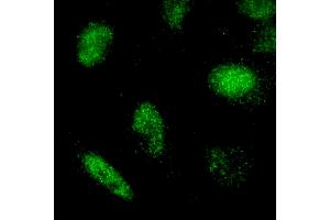 Immunofluorescence (IF) image for anti-REST Corepressor 3 (RCOR3) (AA 445-495) antibody (ABIN7449047) (RCOR3 antibody  (AA 445-495))