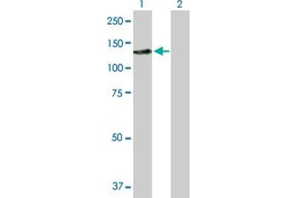 SMARCAL1 antibody  (AA 1-954)