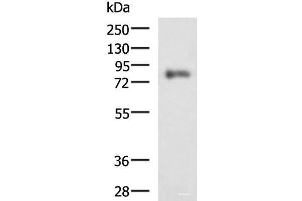 PRKCSH antibody